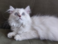 British longhair 3.5 aylık erkek