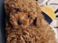 Toy Poodle Köpeği