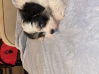 Maltipoo dişi yatlı bir yavru