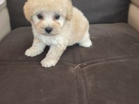 Anne altından apricot poodle bebek