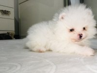Pomeranian Boo