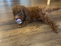 Kore Toy Poodle Erkek