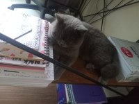 Scottish Fold İçin Ömürlük Yuva Arıyoruz!