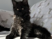 Xxxl Siyah Maine Coon Dişi Erkek