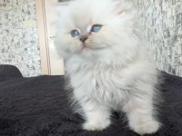 British longhair erkek