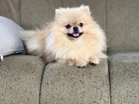 Pomeranian show class 