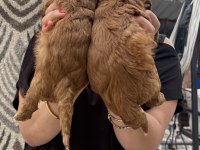 Ufacık koyu renk maltipoo yavrularım