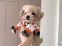 TEA CUP MALTİPOO BEBEKLERİMİZ