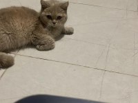 2. yaşında ücretsiz dişi british shorthair acil