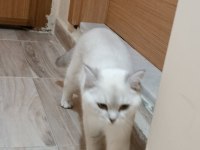 Safkan british shorthair bluepoint 6 aylık erkek