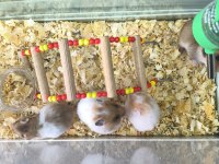 Yavru Yetişkin Suriye Hamsterlari Asla Isırmaz