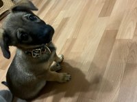 Küçük Irk fino yavru ev köpeği