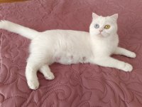 Odd Eyes Beyaz British Shorthair Dişi Kedim Sütlaç
