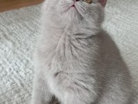 British shorthair son iki yavrumuz