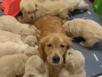 Sağlık ve ırk garantili oyuncu golden retriever köpekler