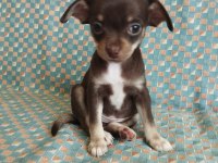 50 günlük elma kafa chihuahua