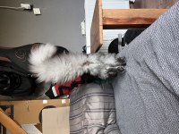8 aylık dişi maine coon yavru