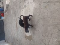 SAFKAN RUS FİNOLARI TAKIM DİŞİ ERKEK KIZIL VE SİYAH