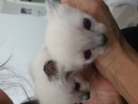 20 ŞUBAT DOĞUMLU SİYAM KEDİSİ YAVRULAR