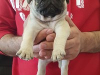 Safkan A kalite muhteşem pug yavruları