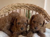 KORE KAN MİNİ BOY TOY POODLE YAVRULARIMIZ