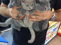 British shorthair yavrular