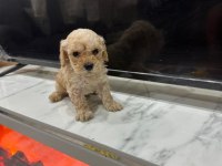 Maltipoo Kalite Yavrular Irk Sağlık Garantili