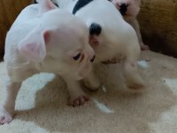 French bulldog bebekler