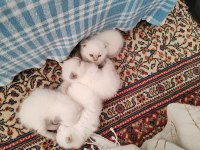 British shorthair yavrularımız yuva arıyor