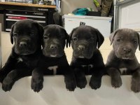 Evinizin Neşesi Cane Corso Bebişler Her Yere Kapıda Öde