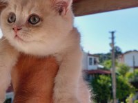 British shorthair erkek 2,5 aylık
