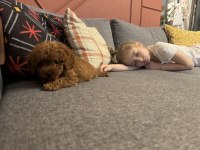 3 aylık toy poodle