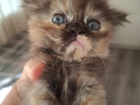 Süper british longhair bebekler