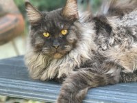 Lüks Ve Üst Kalite Maine Coon Yavruları