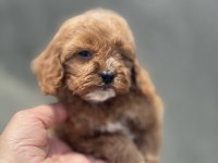 MALTİPOO YAVRULAR