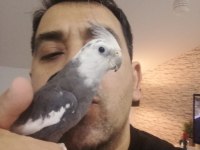 full evcil insan canlısı aile üyesi kuşumuz