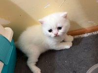 Pamuk şeker british shorthair oğlumuz