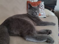 Full şecereli british shorthair blue point