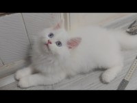 British longhair Kedisi