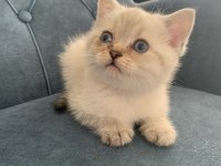 British Shorthair Yavrumuz Yeni Ailesini Arıyor