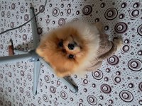 Pomeranian boo dişi 2,5 aylık
