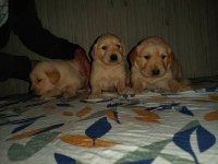A Klas Golden Yavrularımız.