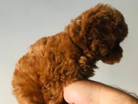 pati ver poodle sizler için burada
