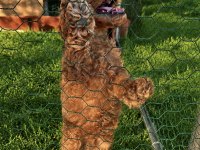Üst kalite sağlık ırk garantili toy poodle yavrular