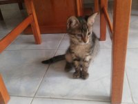 3 AYLIK ERKEK SOKAĞA ATILACAK KEDİMİZ ÇOK ACİL YUVA