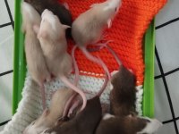 Dumbo Rat Karamel ve Husky Yavrular