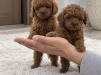 Poodle Arayanların Dikkatine – Özel Yavrular