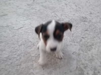 Jack Russell × Pekinez yavruları