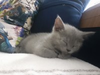 2 aylık Scottish & British Shorthair Sahiplendirme