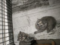 Ev ortamından sağlıklı bebekler british shorthair